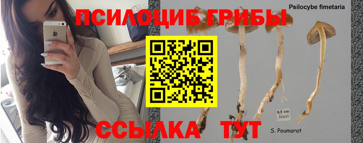 Галлюциногенные грибы мицелий Коммунар